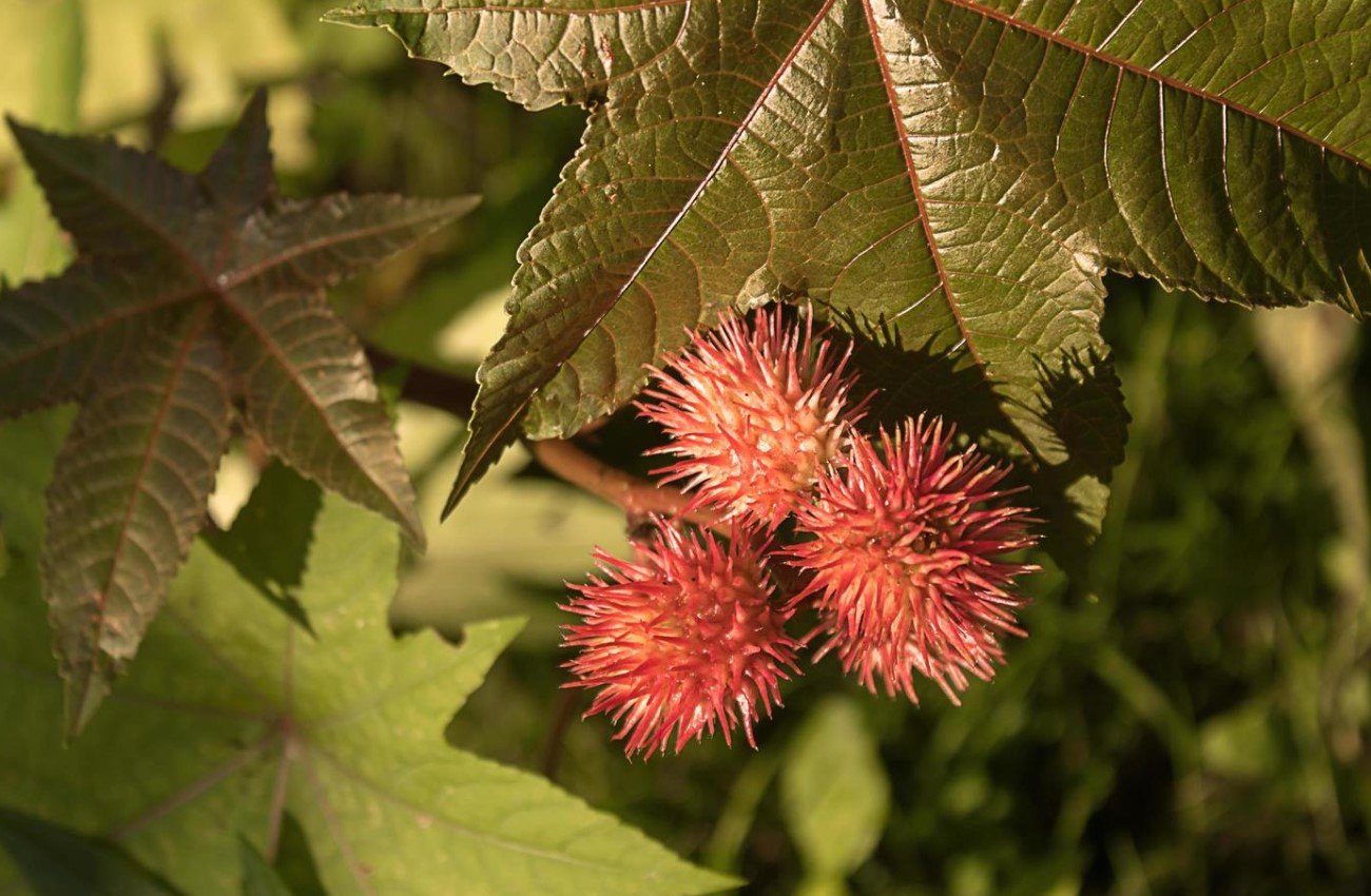 buah jarak biji tanaman ricinus communis